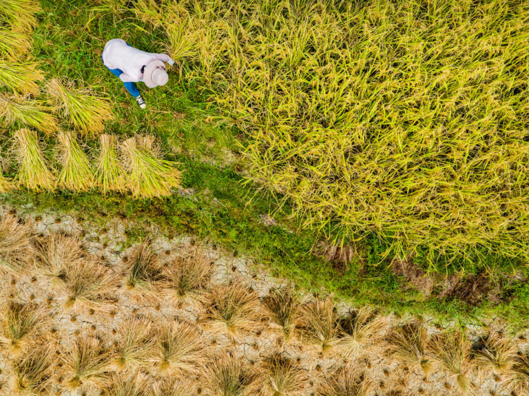 The Catcher in the Paddy Field -- Wang Tais Autumn Harvest - 2.DJI_0442 1